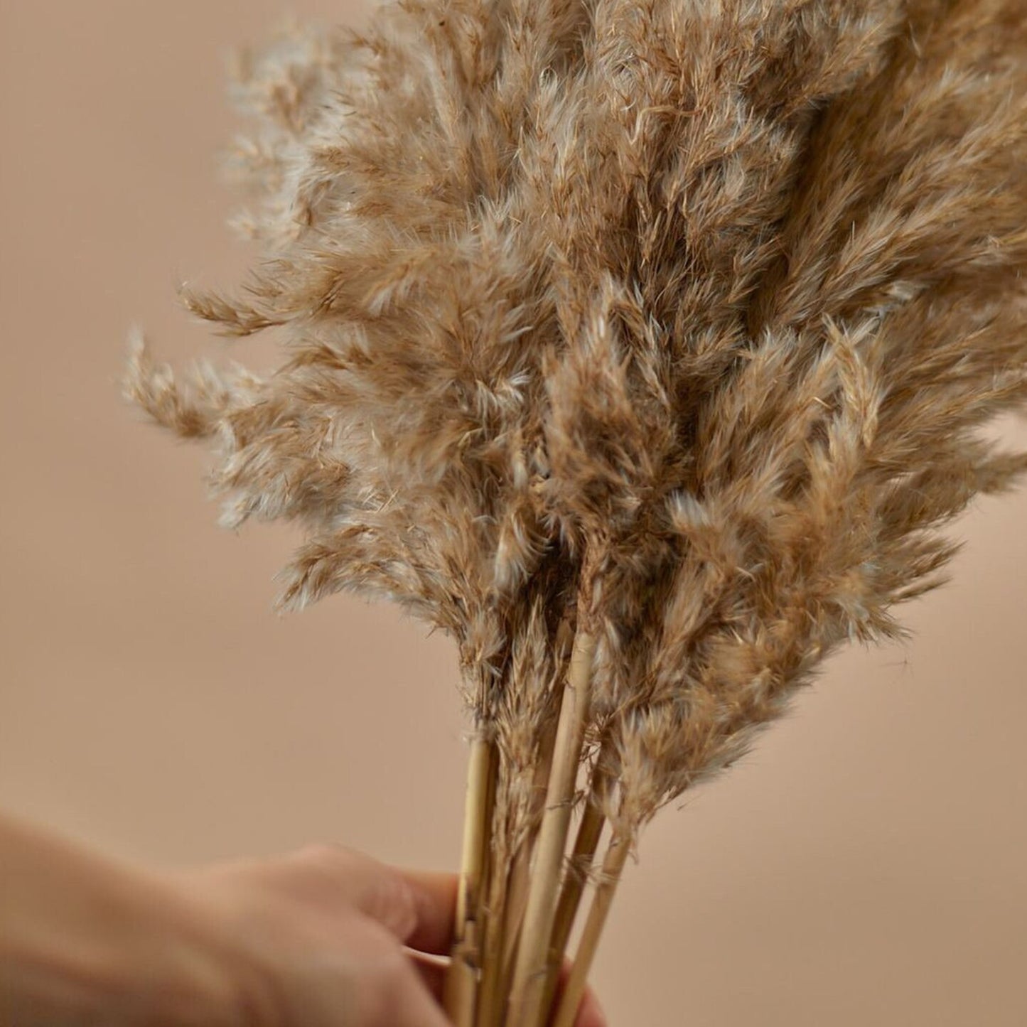 Dry Pampas Grass